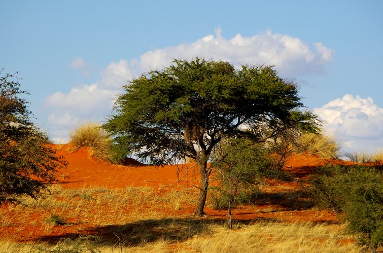 058 Namibia Okt 2006  Kalahari.JPG